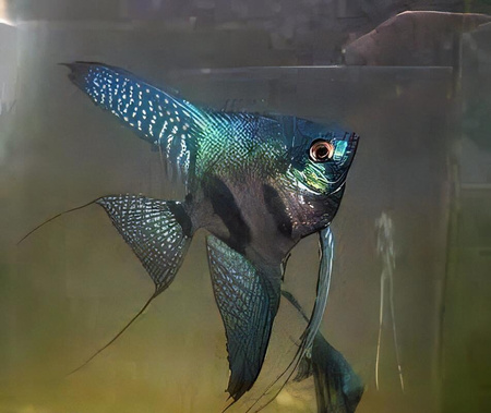 SKALAR PINOY GREEN GHOST - Pterophyllum scalare